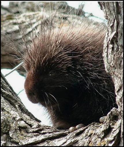 Porcupine-herisson-hue.jpg