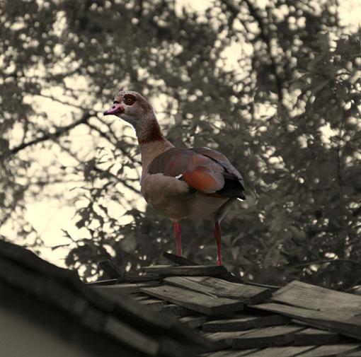 Up on the Roof....(1st Layer attempt)-duckontheroofcut-bg.b-w640.10.jpg