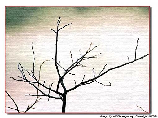 Bare limbs-0__tree-framed-k_25a_f5_vr80_re100_11mar04-u528c-vas-.jpg