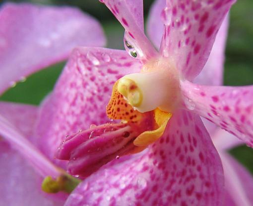 Purple Pink Orchid-orchiddropscomp.jpg