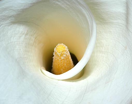 X Post.. Calla Lily-dsc_6883.jpg