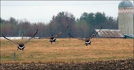 Geese landing.-dscf0006c.jpg