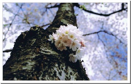 Cherry Blossom-cherryblossom_1.jpg
