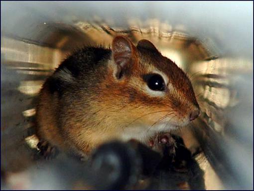 Down pipe Chipmunk-dscf0012rc.jpg