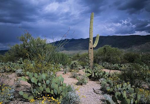 Looming storm in the desert-desertlandscape9_600x417-1.jpg