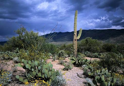 Looming storm in the desert-desertlandscape9_600x417-1-contraste.jpg