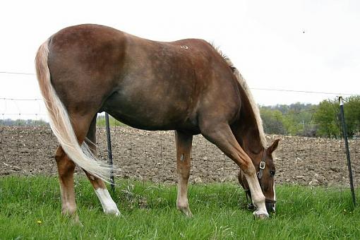 Some shots from the barn today...-ivan.jpg