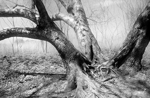 Tree Trunks. . .b&amp;w-0505-1201x1web.jpg