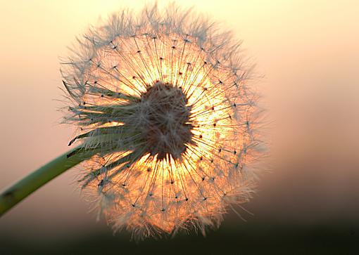 Sunset Dandelion 2-dsc_7081.jpg