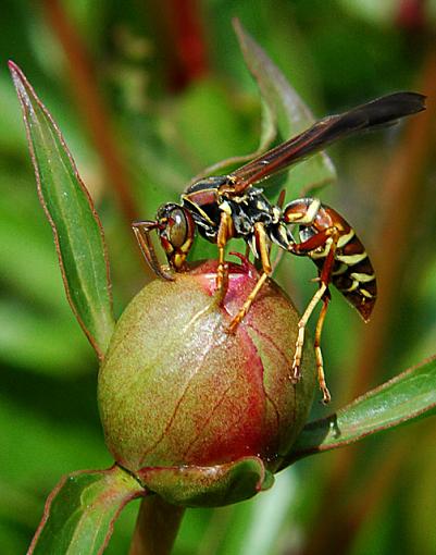 Nonntime Wasp-dsc_7249-3.jpg