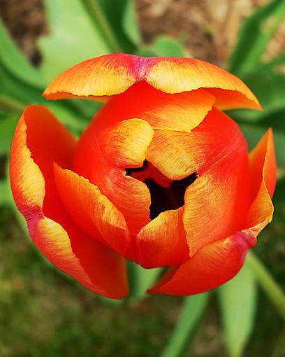 Which Tulip?-01.jpg