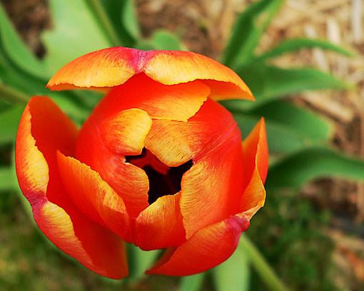 Which Tulip?-02.jpg