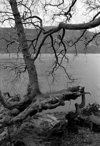 Tree, b&amp;w-tree2.jpg