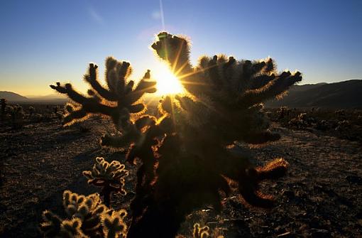 Cacti love sun-cactus1000.jpg