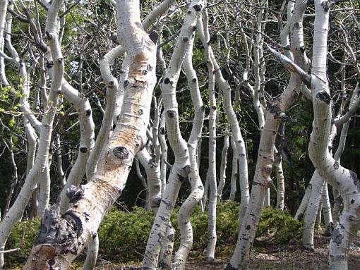 Dancing Aspens-img_2475-small-.jpg