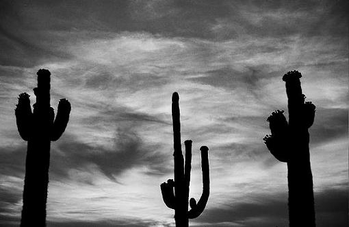 Tres Saguaro-saguarosunset.jpg