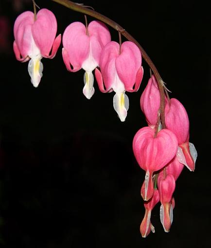 Bleeding Heart-img_2126-1-.jpg