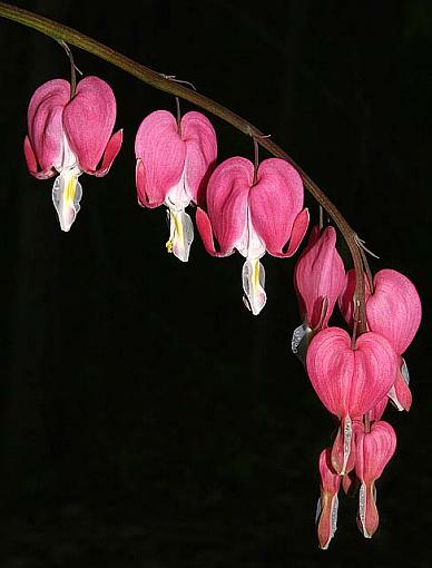 Bleeding Heart-img_2167.jpg