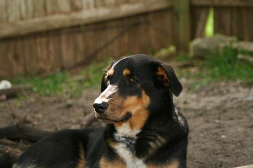 Evening Light and My Dog-img_0859.jpg