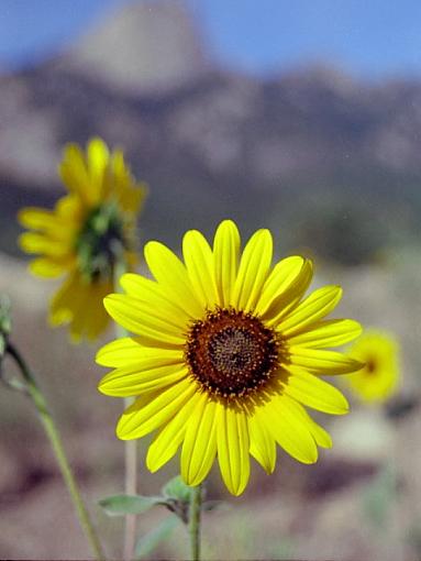 Refugee Camp-sunflower.jpg