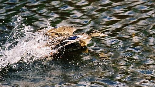 Scottish birds-bf1000020prev.jpg