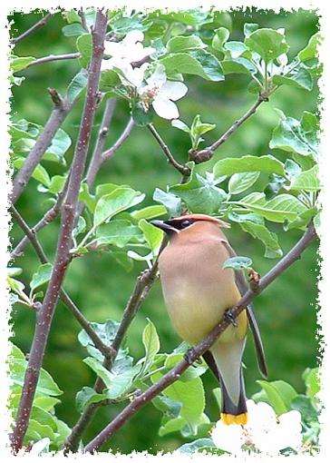 Cedar Waxwing-dscf0003cfr.jpg