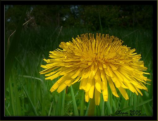 Common Dandelion-dscf0014-vbec-sig.jpg