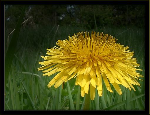 Common Dandelion-dscf0014-vbc.jpg