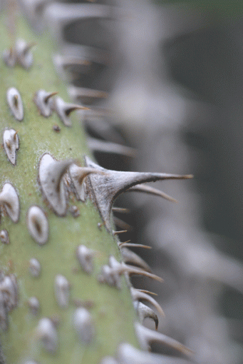 A Prickly Situation-prickly.gif
