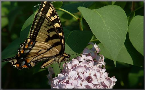 Papilio Canadensis-dscf0003editresize.jpg