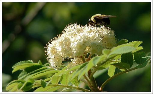 Mountain Ash+B-mountain-ash-bee.jpg