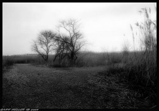 The Tree in the Fork. . . B&amp;W-lndscp0104-250103bwweb.jpg