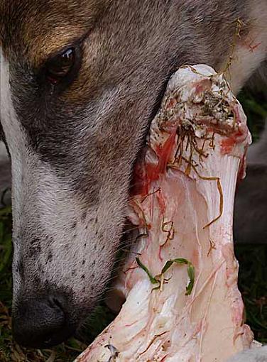 That's The Dogs Dinner-bone.jpg