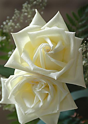 White Rose-dsc_8473.jpg