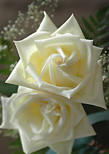 White Rose-dsc_8473-2.jpg