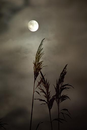 Stalks in the Moonlight-0505-1622xweb.jpg