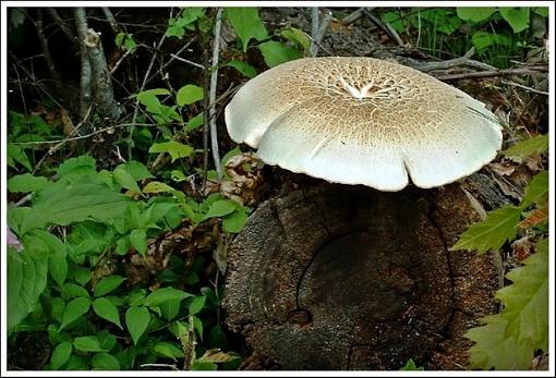 Mushroom of some kind.-mushroom-redo3.jpg