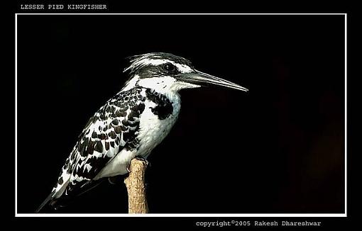 Kingfisher-13368dsc_0389_pied_kingfisher-med.jpg