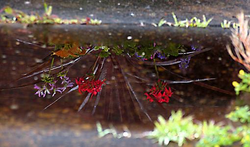 Plant Reflections-img_1266-levels-saturation-usm-640.jpg