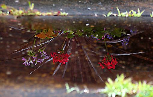 Plant Reflections-img_1266-levels-saturation-usm-rotate-crop-crop-right-640.jpg