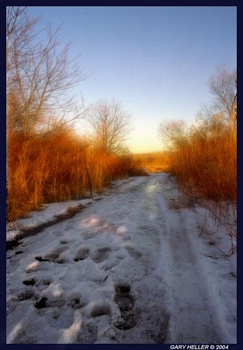 Snow Path Through Fiery Thicket-lndscp0204-218x03xweb.jpg