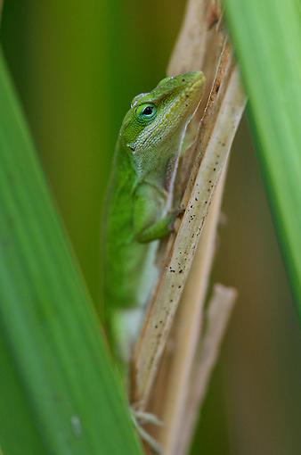 Anole with Water Drop-img_3532-600.jpg