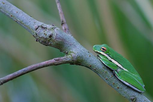 Frog on Branch-img_3566-600.jpg