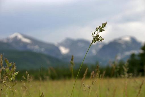 Rocky Mountain National Park-grassglaciarbasin.jpg