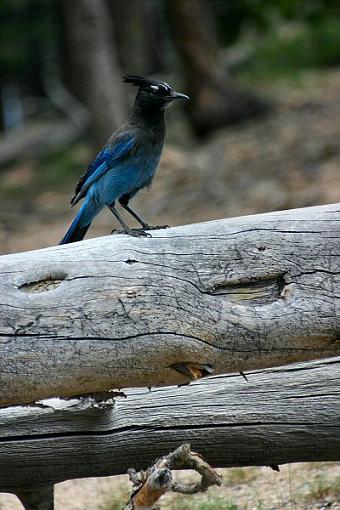 Rocky Mountain National Park-stellerjay.jpg