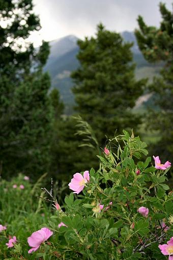 Rocky Mountain National Park-wildroses.jpg