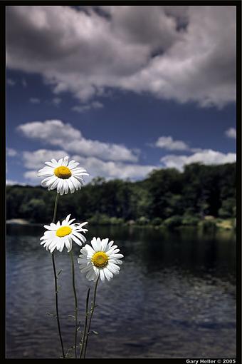 Three Daisies. . . flowerpower-0605-0320bxweb.jpg