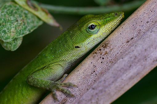 Anole with Water Drop-img_5985-600.jpg