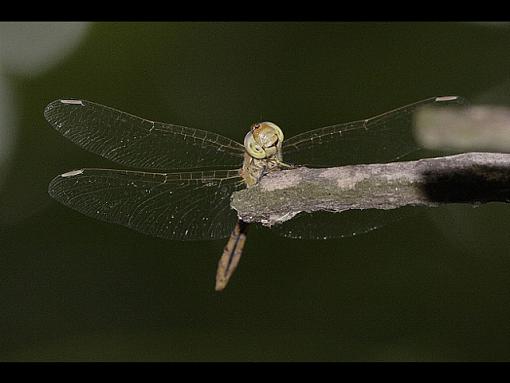 dragonfly-_mg_2856.jpg