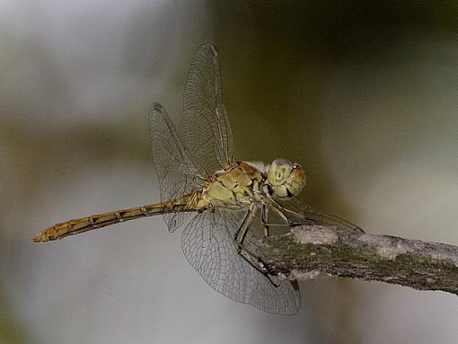 dragonfly-_mg_2841.jpg